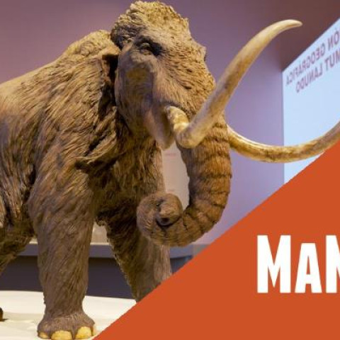 mamut 