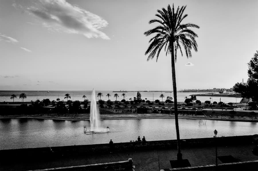 Palma palmera fuente